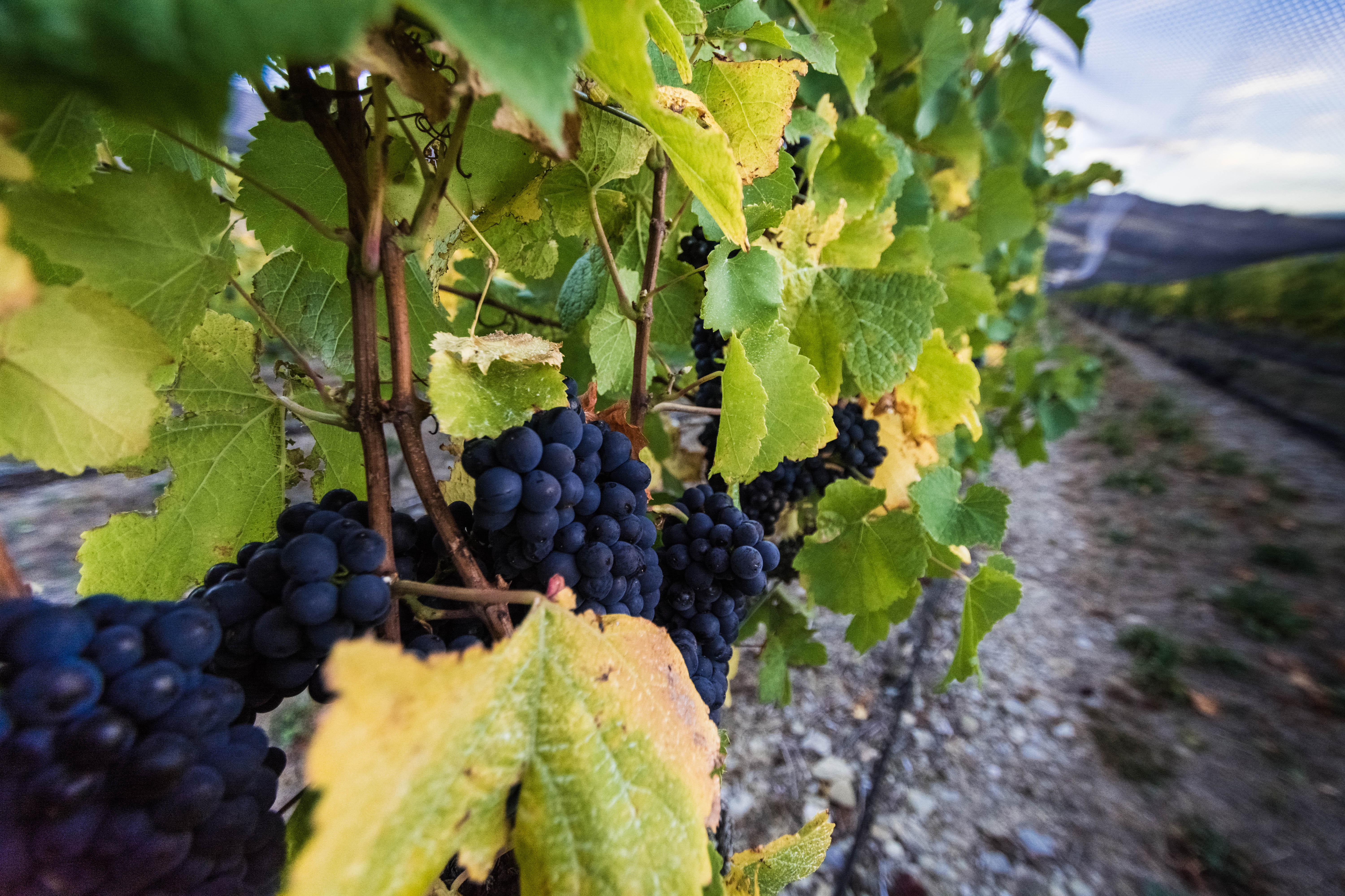 Harvesting Grapes and Cultivating Muscle Craving Boston